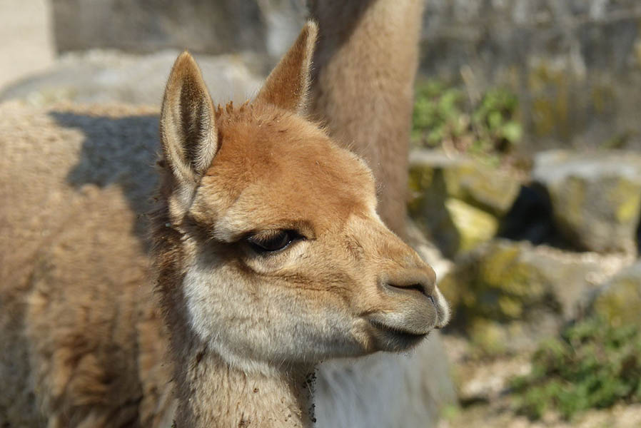 Vikunjas  Kleine Kamele aus Sdamerika