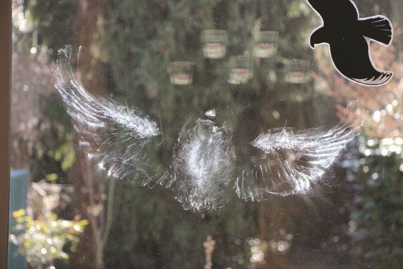 Veranstaltungshinweis: Glas  unsichtbare Gefahr fr Vgel