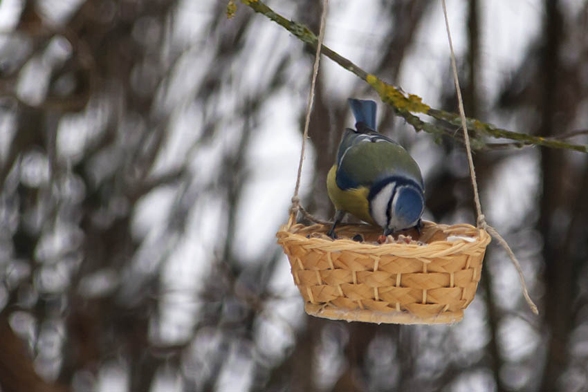 Auch so kann ein Futterplatz aussehen. Foto: Wolfgang Tischler