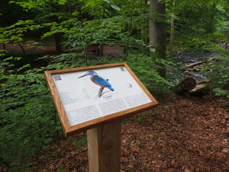 Fliegender Edelstein: der Eisvogel. Fotos: Tatjana Steindorf