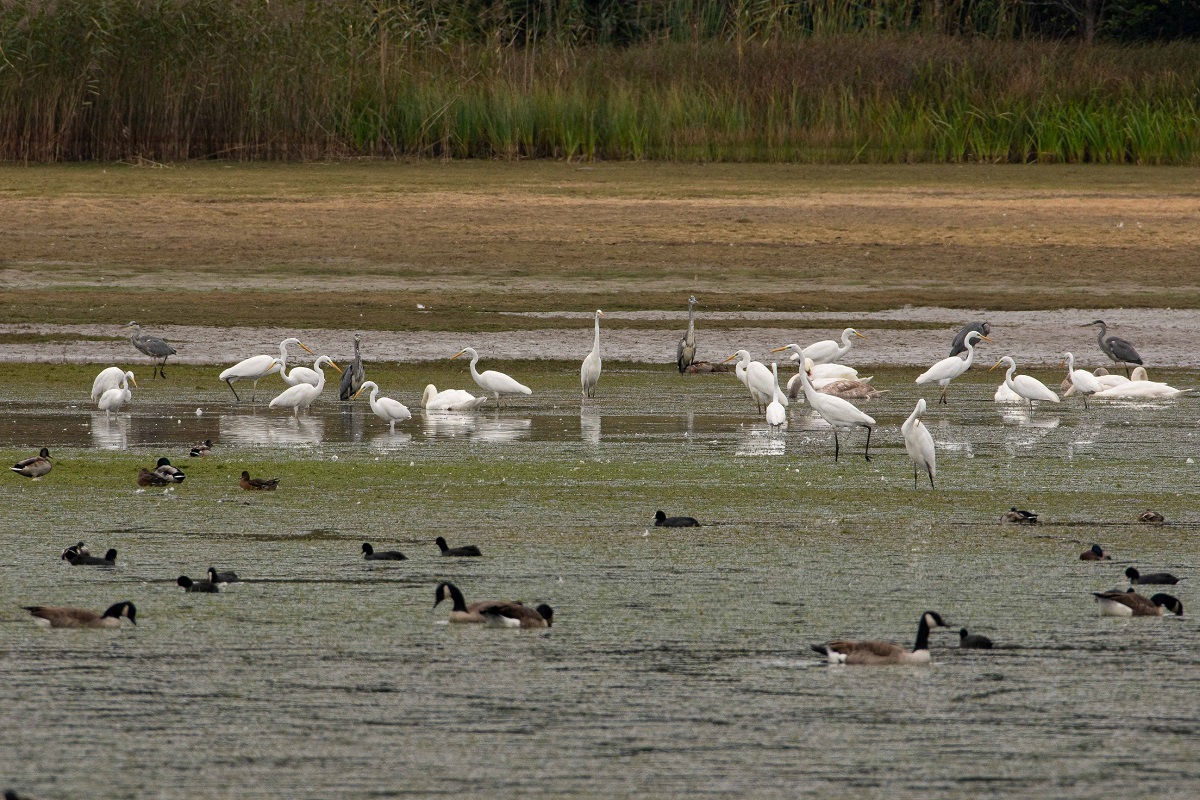 Gemeinsam Zugvgel beobachten - am Wiesensee und am Dreifelder Weiher