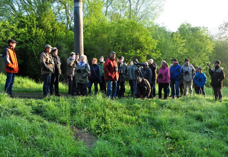 Vogelkonzert fr Frhaufsteher