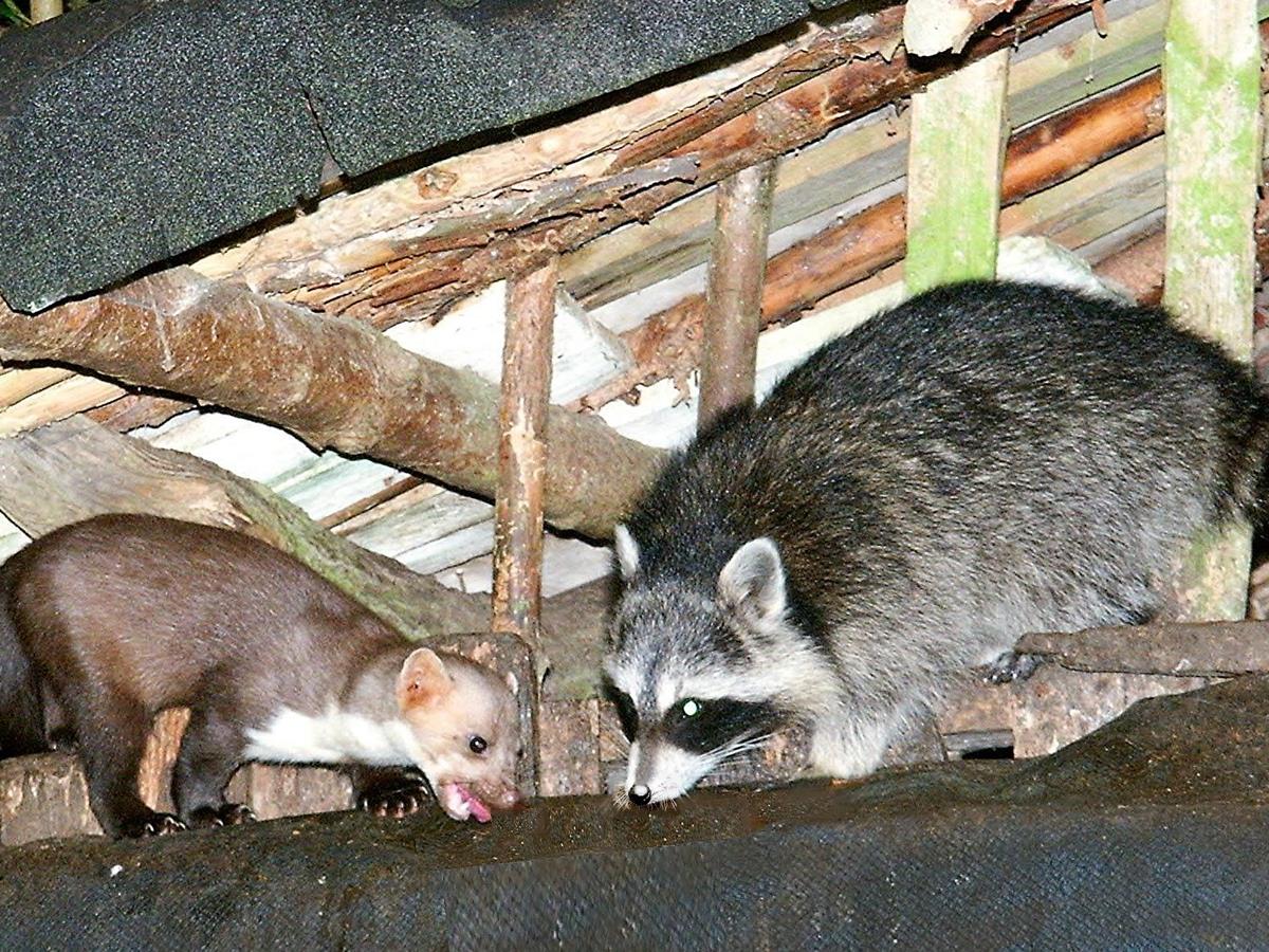 Tanja Peters referierte in Wissen ber den Waschbr als invasive Art
