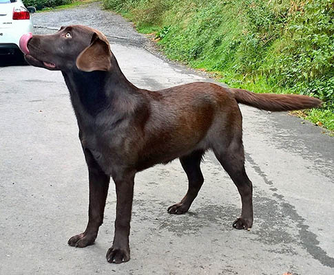 In Wittgert wurde teilweise die Hundesteuer angehoben. Symbolfoto