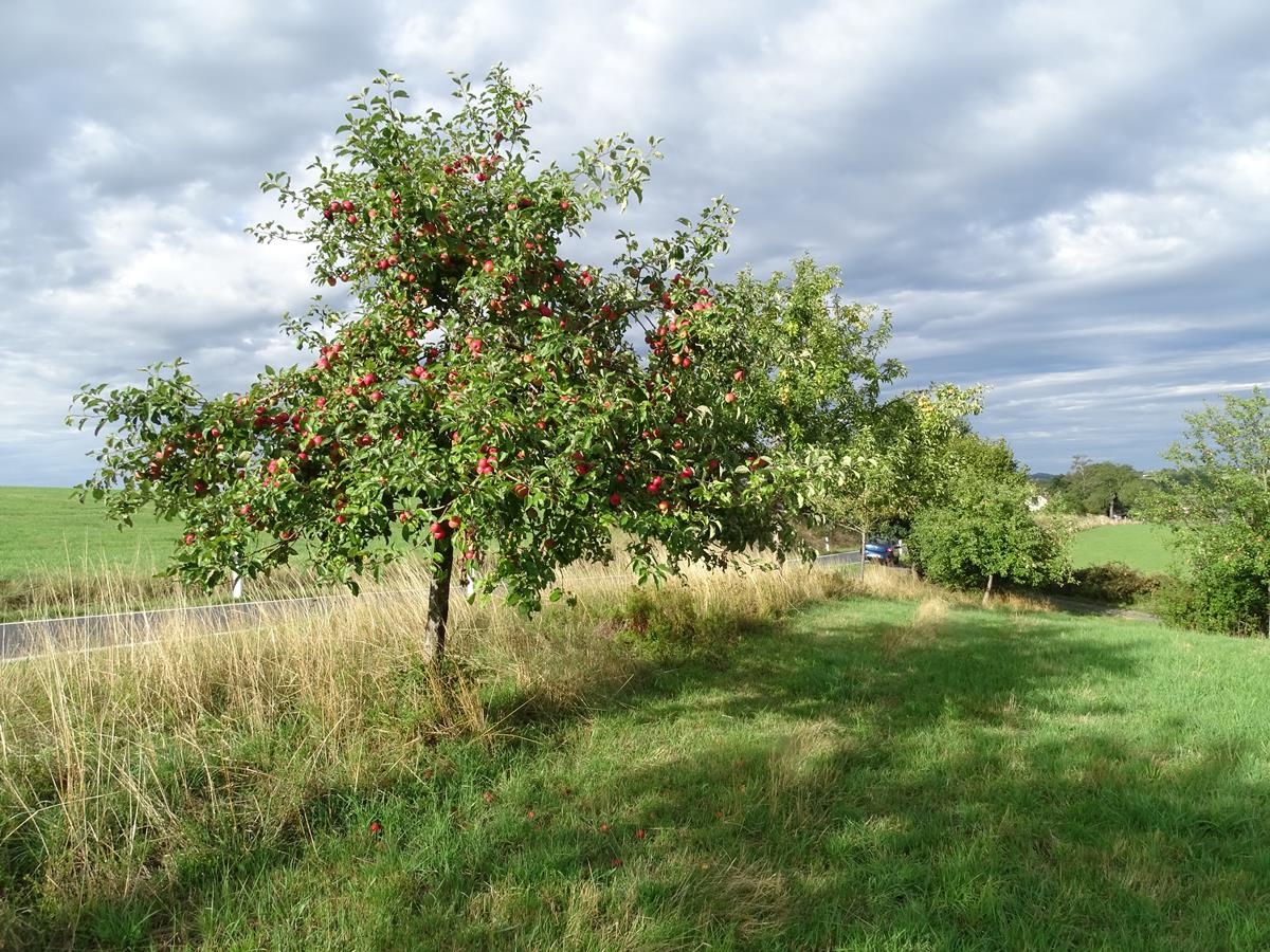 Die jhrliche Streuobstwanderung des ANUAL startet am Haus der Natur im Pfaffenbachtal und fhrt ber Teile des ANUAL Naturpfads im Asbacher Land. (Foto: Robert Klein)