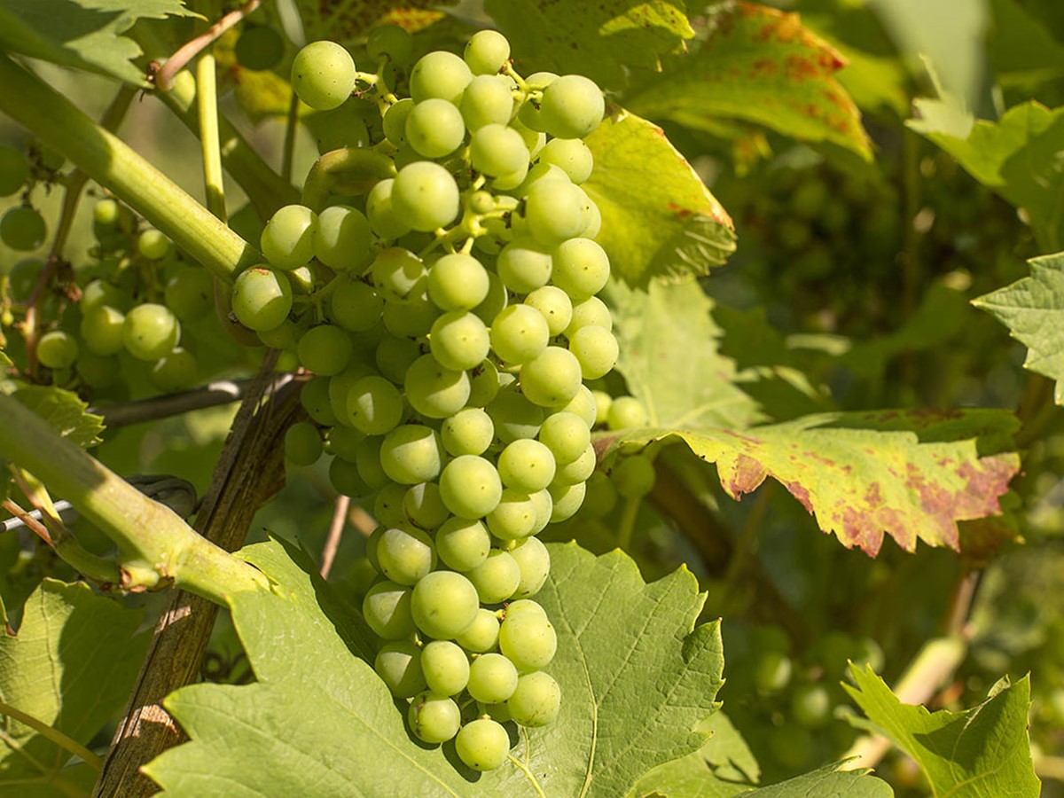 Bilanz der Weinberwachung 2024: Kontrollen schtzen Verbraucher und Branche