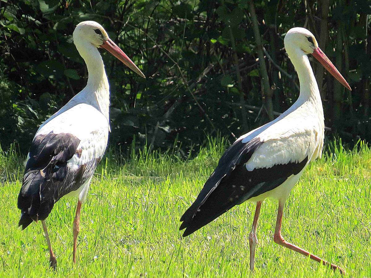 Auf dem Feld enstanden wunderschne Fotos der imposanten Tiere. (Foto: Bernhard Theis)
