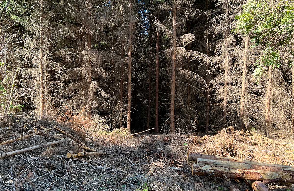 Mittwoch digital: Trockenheit und Brandgefahr in Westerwälder Wäldern