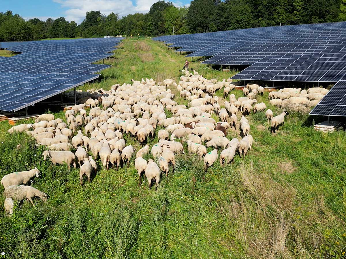 Tierische Rasenmher in Hhr-Grenzhausen. (Foto: Janina Duch / Steuler)