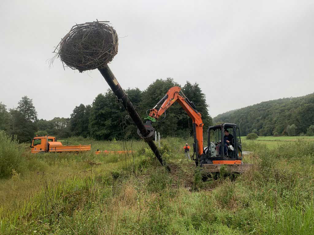 Nisthilfe fr Weistorch in Unnau errichtet