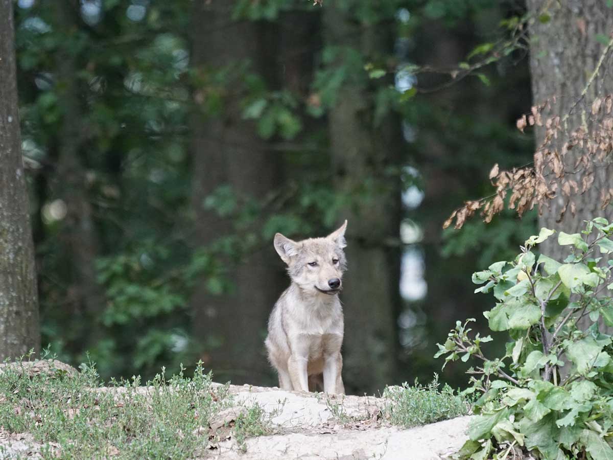 Totfund eines Wolfwelpen in der Verbandsgemeinde Hachenburg