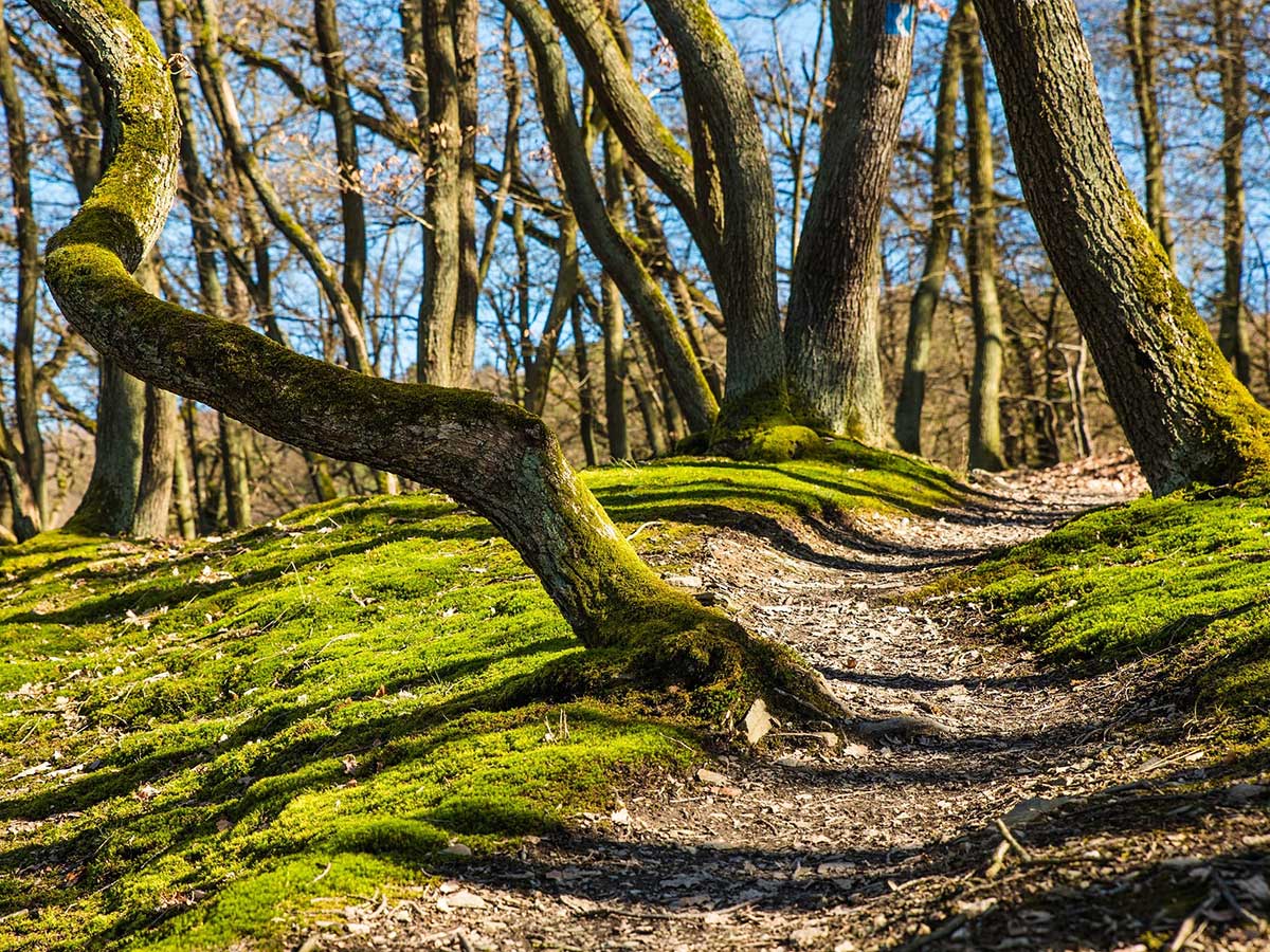 Symbolfoto. (Foto: Pixabay)