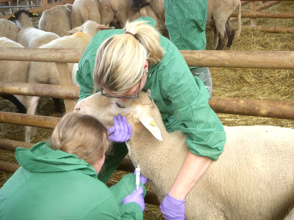 Die Amtstierrzte bten fr den Ernstfall. (Fotos: LUA)