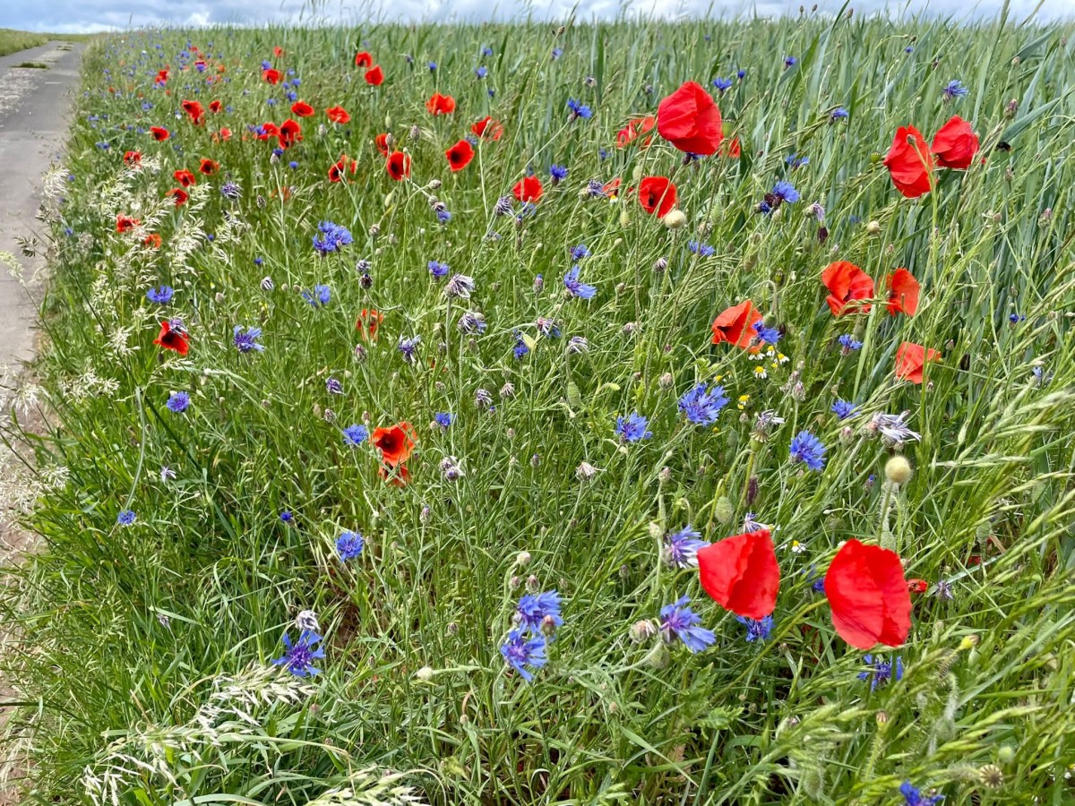 Nicht gemhte Wegrnder bieten Platz fr unter anderem verschiedene Insekten (Foto: NABU-Hundsangen)