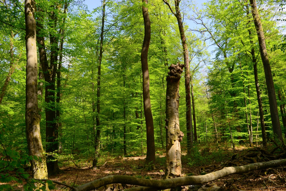 Laubmischwald Quirnbach (Foto: Harry Neumann/Naturschutzinitiative e.V.)