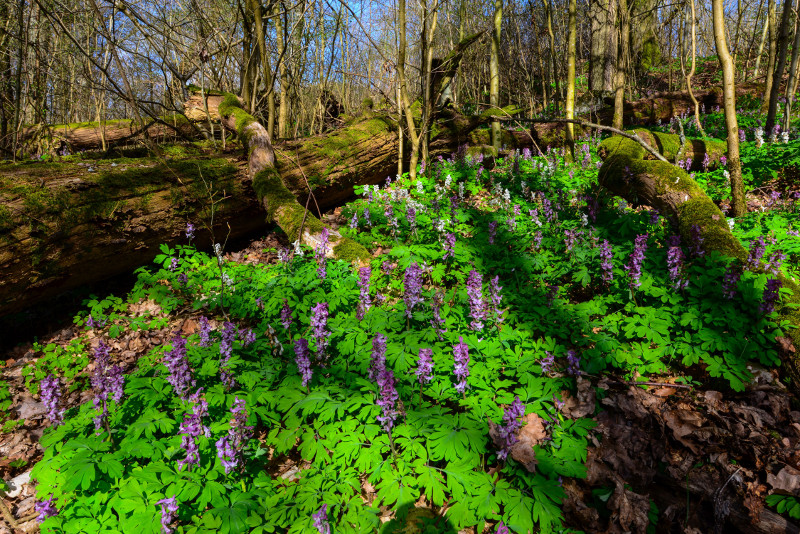 Hohler Lerchensporn im Naturschutzgebiet Holzbachschlucht im Westerwald. Foto: Harry Neumann

