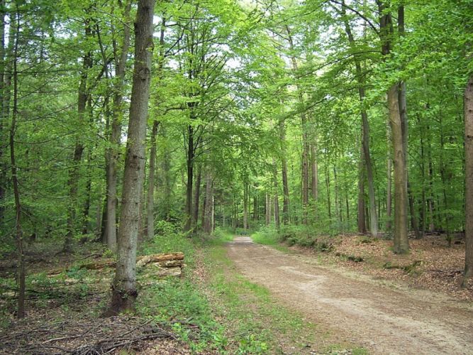 Wanderung im Stadtwald Dierdorf