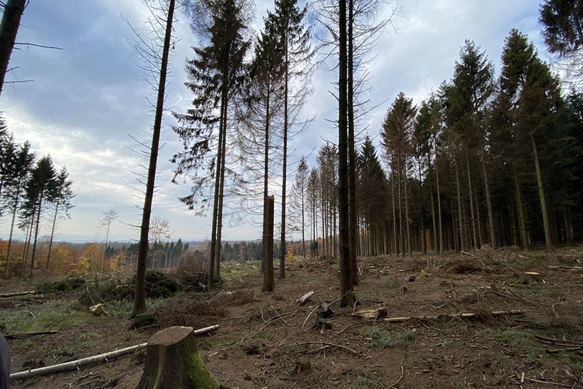 So sieht der Wald an vielen Stellen im Kreis Neuwied aus. Fotos: privat