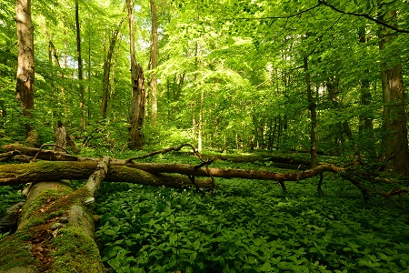 Naturnaher Laubmischwald mit Totholz, Altholz und Naturverjngung (Foto: Harry Neumann/NI)


