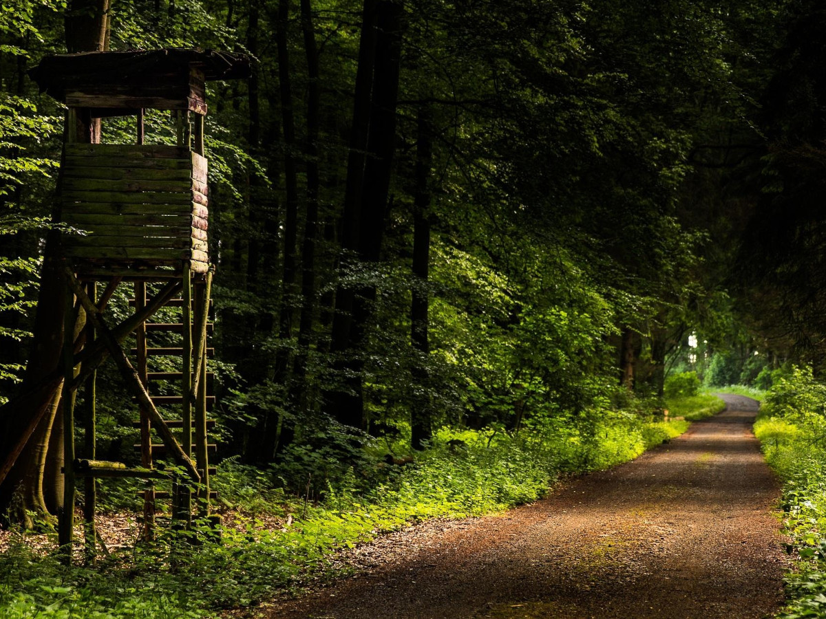 Neuhusel: Auf Spurensuche mit der Becherlupe beim Familienwaldspaziergang
