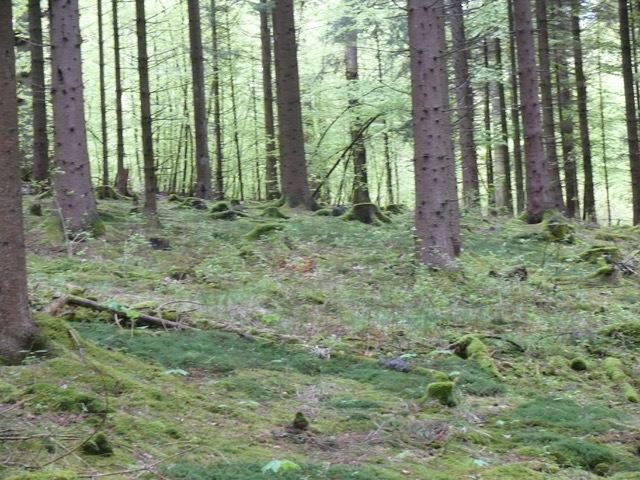 Shinrin Yoku - Waldbaden tut gut. (Foto: KathaBe)