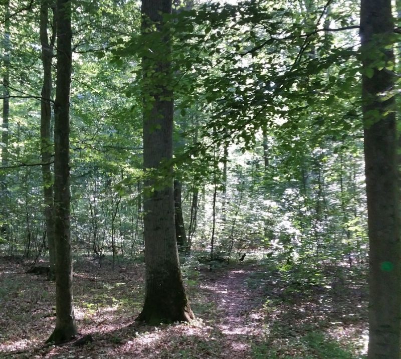 Zum Auftakt der Demografie-Woche wird Waldbaden im Westerwald angeboten  ein ganz besonderer Herbstspaziergang. Foto: privat