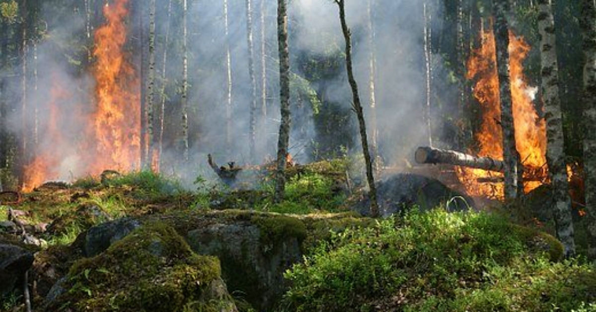 Obwohl die Vegetation gerade "voll im Saft" steht, reichen die Regenmengen kaum, um die Bden dauerhaft zu trnken. Dabei besteht Waldbrandgefahr. (Foto: Pixabay) 

