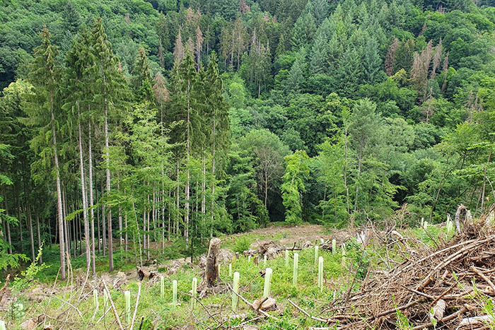 Bendorfer Wald im Klimawandel