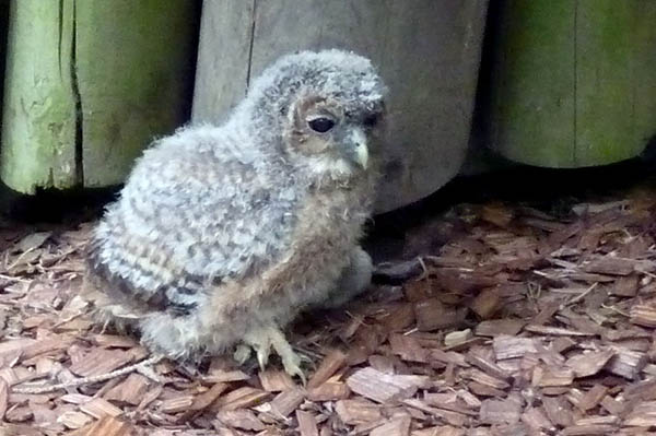 Waldkauz ist Vogel des Jahres - Zoo trgt zur Arterhaltung bei