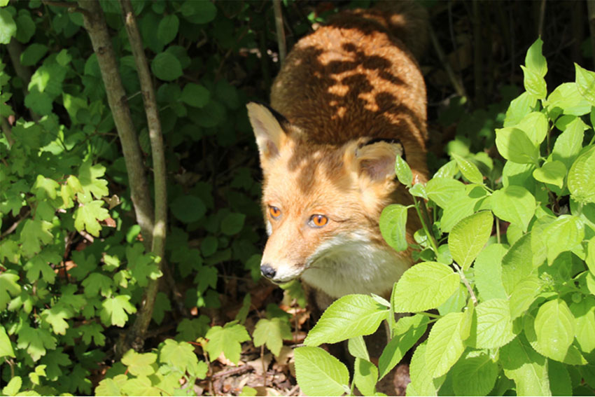 Die Experten informierten die Kinder ausfhrlich  auch anhand von Tierprparaten. Fr den Mnsterlnder Lucky legten sie eine Wildspur. Fotos: Stadt Neuwied