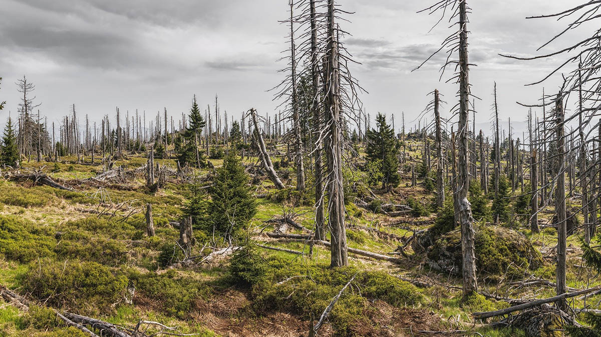 Unser Wald im Klimastress 