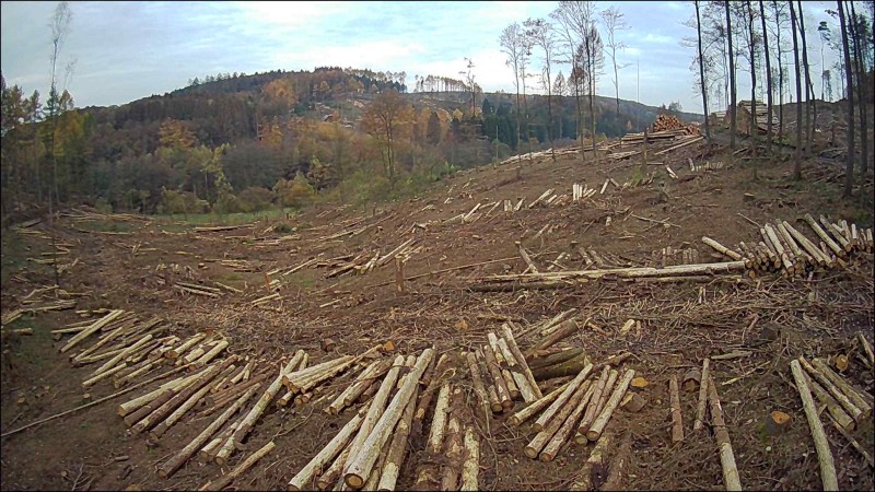 Waldzustandsbericht: Treibhausgase zerstren unsere Wlder