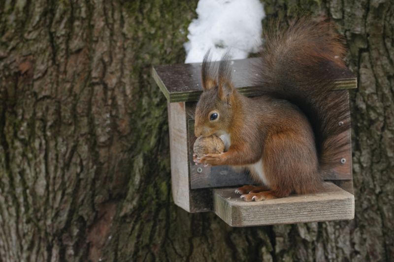 Waldweihnacht der Tiere in Hundsangen 