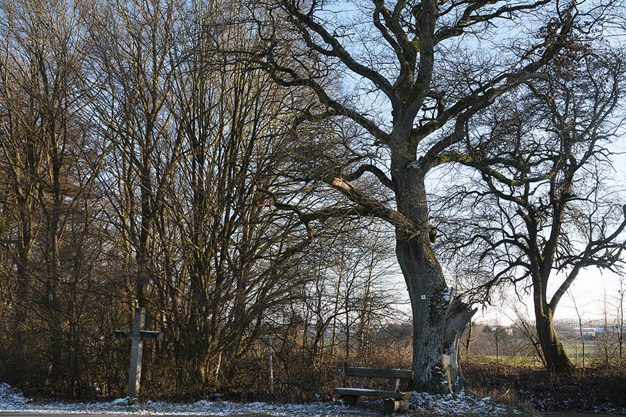 Die Walpodeneiche, die dem Rundwanderweg den Namen gegeben hat. Fotos: Helmi Tischler-Venter