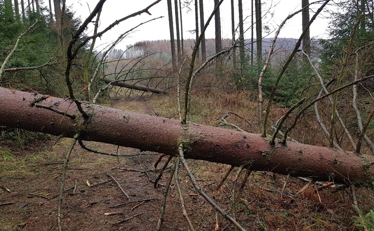 Wanderungen in Kirchen wegen Sturmschden abgesagt