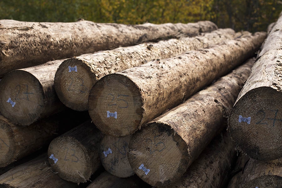 Die Holzwirtschaft nimmt zum Holzmarkt Stellung