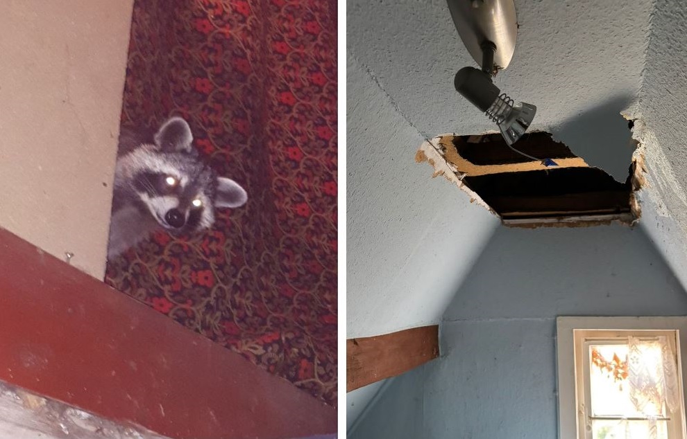 Waschb�ren haben die Decke in Ute Stahls Haus zerst�rt. (Fotos: privat)