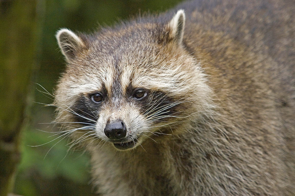 Vorsicht, Waschbren sind Plagegeister!