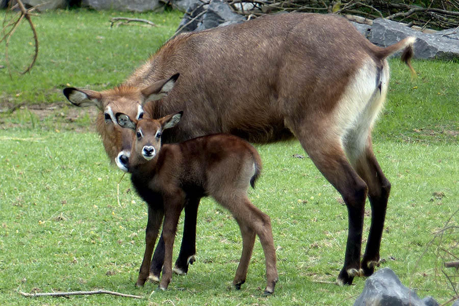 Nachwuchs auf der Afrikawiese im Zoo Neuwied