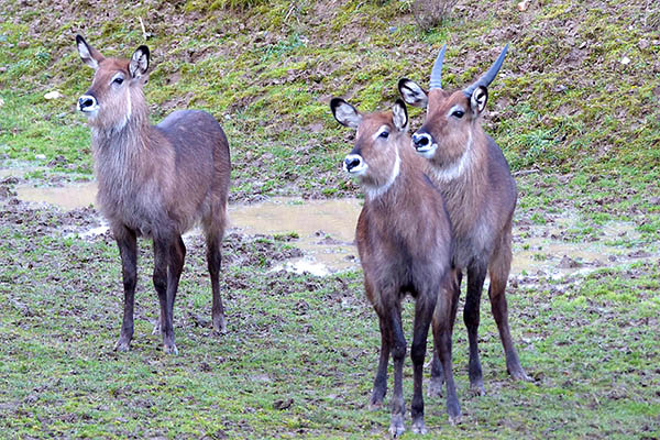 Wasserbcke  Eine neue Tierart des Zoo Neuwied