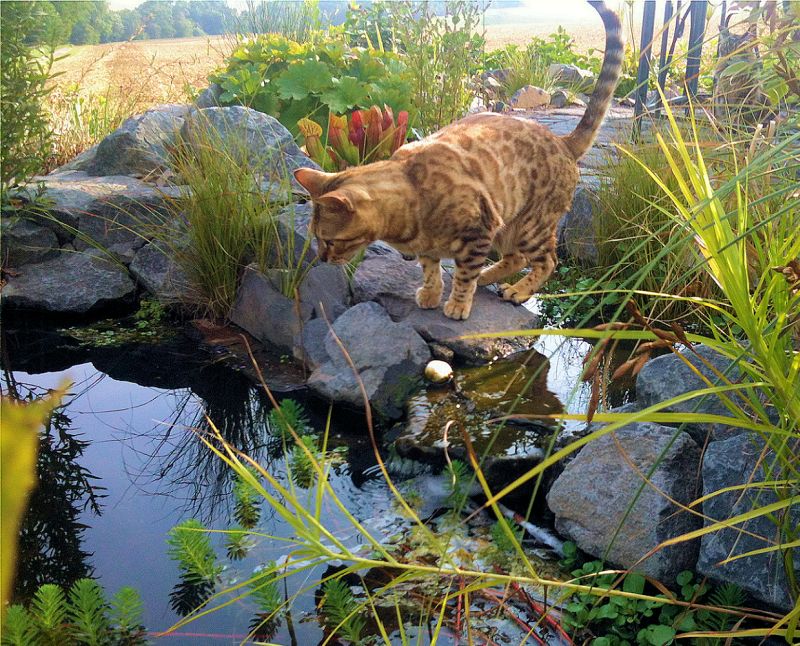 Wasserstelle mit Katze. Foto: Gavin Grosvenor 