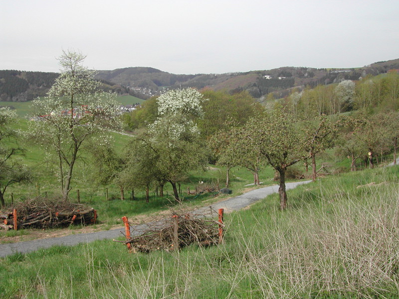 Im Klostergarten der Waldbreitbacher Franziskanerinnen finden regelmig verschiedene Veranstaltungen statt. Foto: Anne Orthen