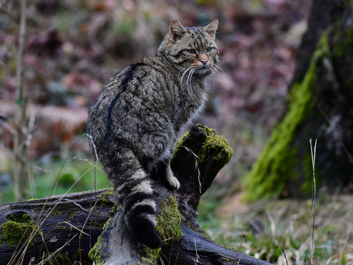 Europäische Wildkatzen (Felis silvestris silvestris) sind immer noch bedroht und selten. (Foto: Harry Neumann)