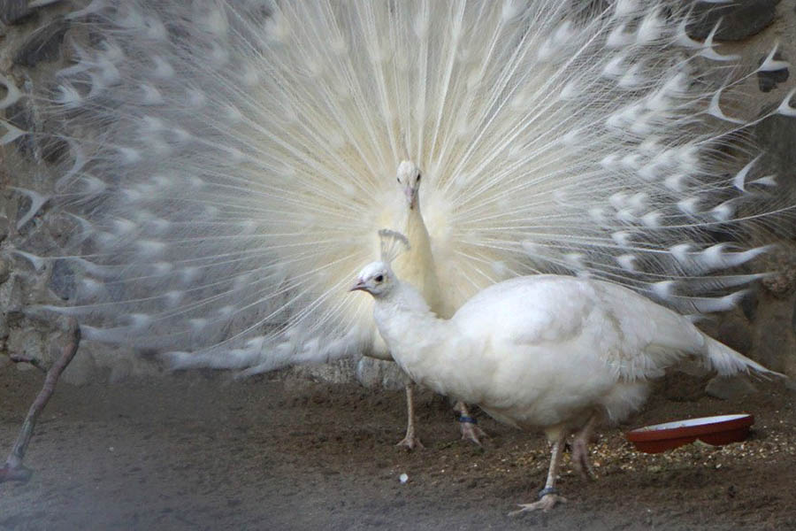 Farbenpracht im Zoo Neuwied