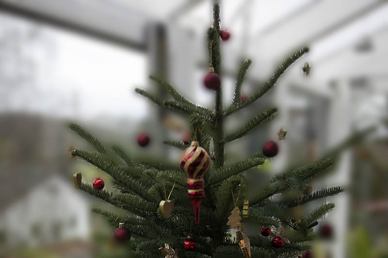 Einsammlung von Weihnachtsbumen im Kreisgebiet