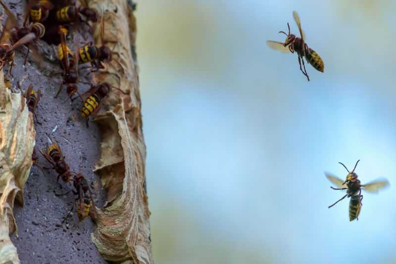 Wespen, Bienen, Hummeln und Hornissen sind besonders geschtzt. Foto: Pressestelle der Kreisverwaltung