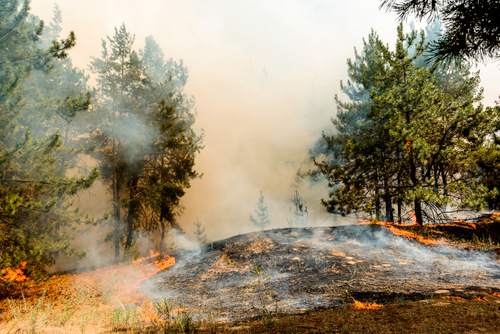 Hchste Waldbrandgefahr. Fehlende Niederschlge und hochsommerliche Temperaturen haben die Waldbden stark austrocknen lassen. (Foto: WetterOnline)