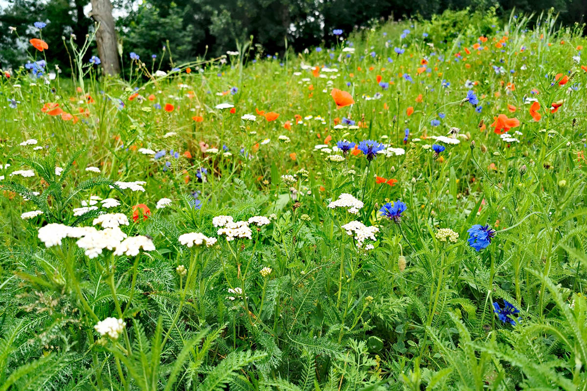 Pflege der Wildblumenwiesen im Stadtgebiet Bad Honnef