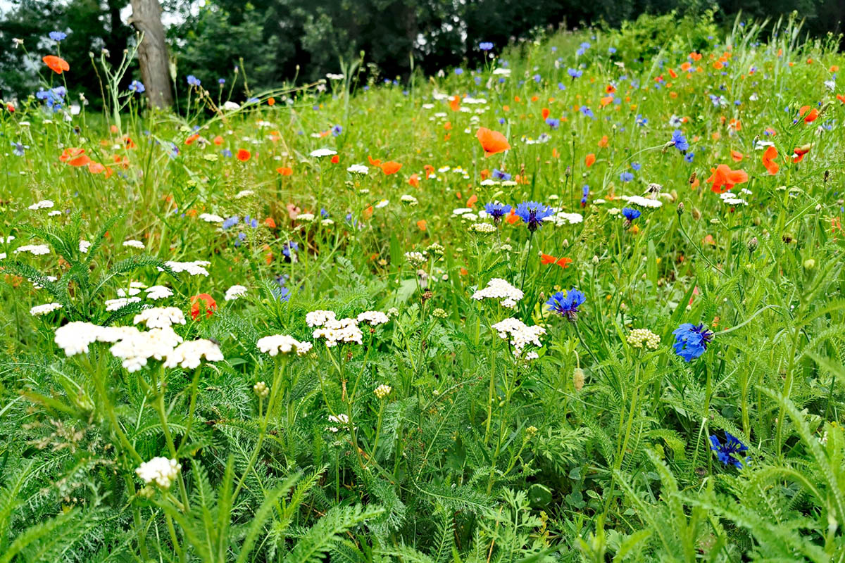 Foto: Stadt Bad Honnef