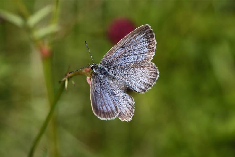 Ein Exemplar des Hellen Wiesenknopf-Ameisenblulings (Maculinea teleius). Foto: R. Manderbach, www.deutschlands-natur.de 